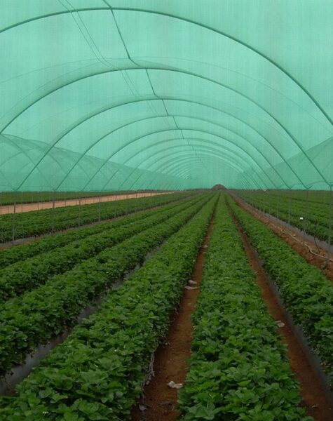 Agricultural darkgreen sun shade net