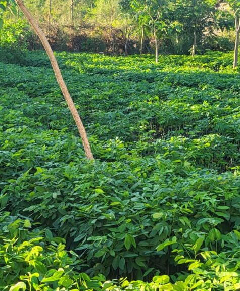 The green Africa community