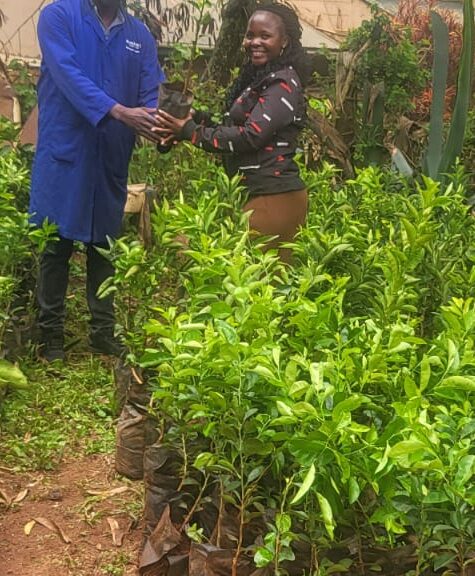 Seed bed for green africa