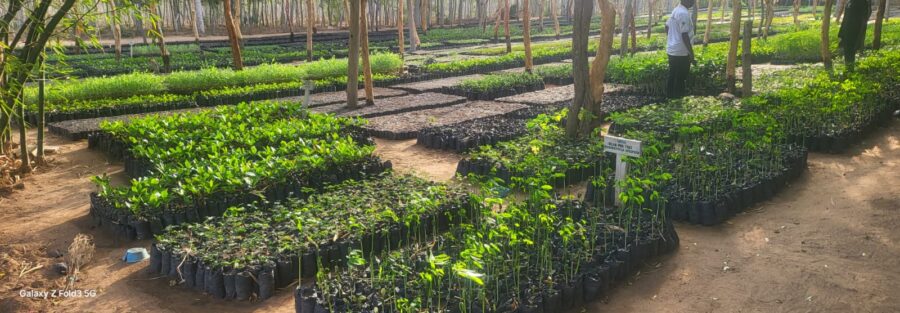 Fruit tree seedlings nursery in Kenya